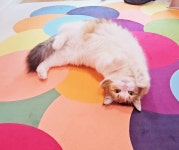 청담고양이