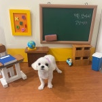 영광해피댕스애견샵