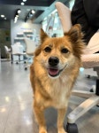 레푸스 선릉점 강남네일인디고 내성발톱 발톱무좀 발굳은살