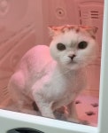하이냥이 고양이 미용실