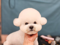 애지중지 애견미용
