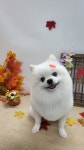 몽실펫