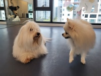 우쭈쭈플렉스 강아지 애견 유치원 호텔