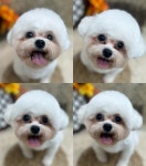 수멍발소 강아지미용실