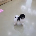 마이하우스퍼피 수원애견미용훈련