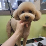 마이하우스퍼피 수원애견미용훈련