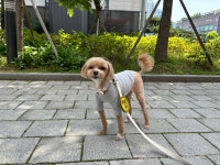 옐레드 애견유치원&애견호텔 대전노은점