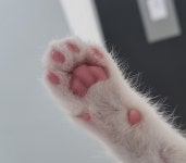 핑크젤리