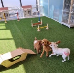 하이바이 동물위탁센터 대구점