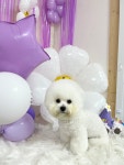 멍멍1길 23