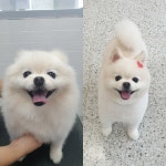 이쁘게 잘라줄개 애견미용실+애견호텔