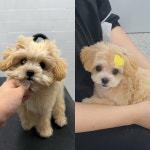 이쁘게 잘라줄개 애견미용실+애견호텔