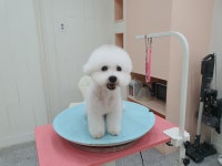 투숑펫살롱