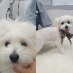 이쁘게 잘라줄개 애견미용실+애견호텔