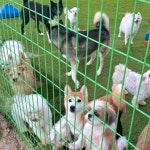 다온 입양센터 본점 남양주 강아지 고양이 분양