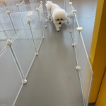 마조르댕 애견유치원&호텔 천안점