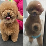 이쁘게 잘라줄개 애견미용실+애견호텔