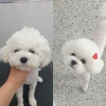 이쁘게 잘라줄개 애견미용실+애견호텔