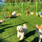 다온 입양센터 본점 남양주 강아지 고양이 분양