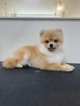 베베몽몽