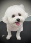 아롱이다롱이