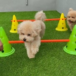 멍댕이 애견유치원