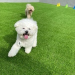 멍댕이 애견유치원