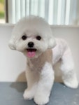 그루밍무무