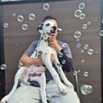 도그와트 애견유치원 호텔 미용