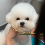힐더독 케어 센터