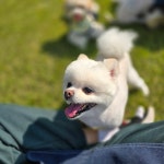 오독오독반려견유치원