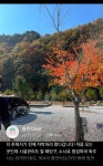 파인트리캠핑장