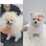 이쁘게 잘라줄개 애견미용실+애견호텔