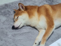 힐더독 케어 센터