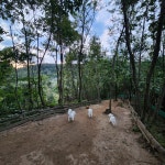 오독오독반려견유치원