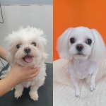 이쁘게 잘라줄개 애견미용실+애견호텔