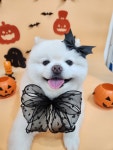 The dog salon