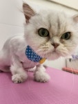 캣블링