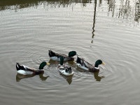 솔안넘어자연속으로