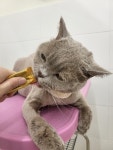 캣블링