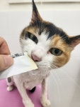 캣블링