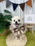 댕이의하루,애견유치원 애견호텔