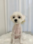 마이뭉