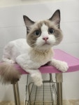 캣블링
