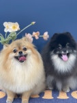 나의 반짝 그루밍