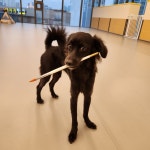 멍해피 애견유치원&호텔