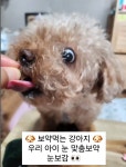노아펫바이오