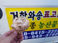 거창와송