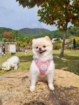 캄그루밍 애견유치원&애견미용&애견호텔