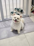 몽몽쓰